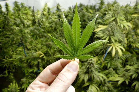 DEA Increases the Number of Authorized Marijuana Manufacturers Supplying Researcher