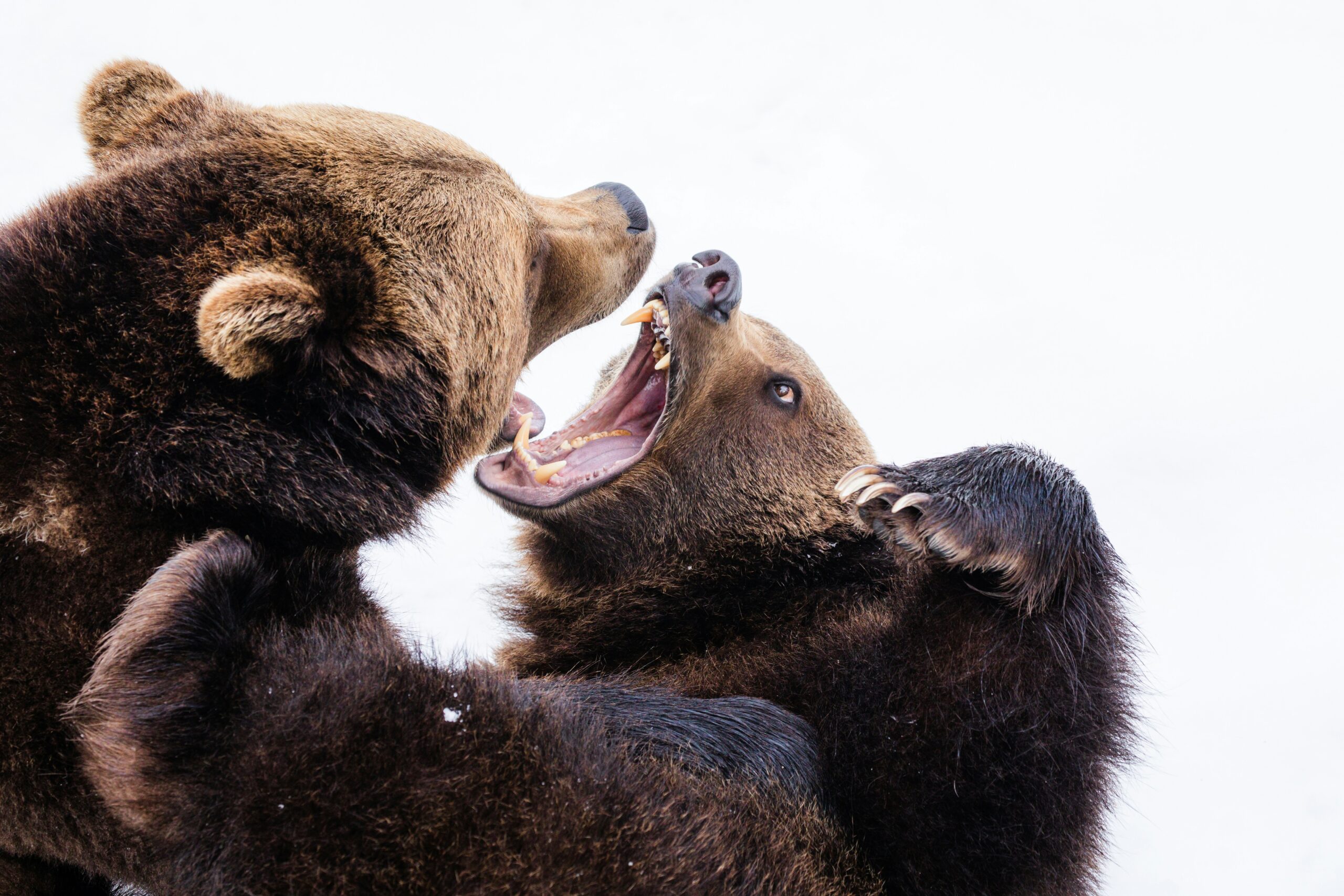 Litigation Bears