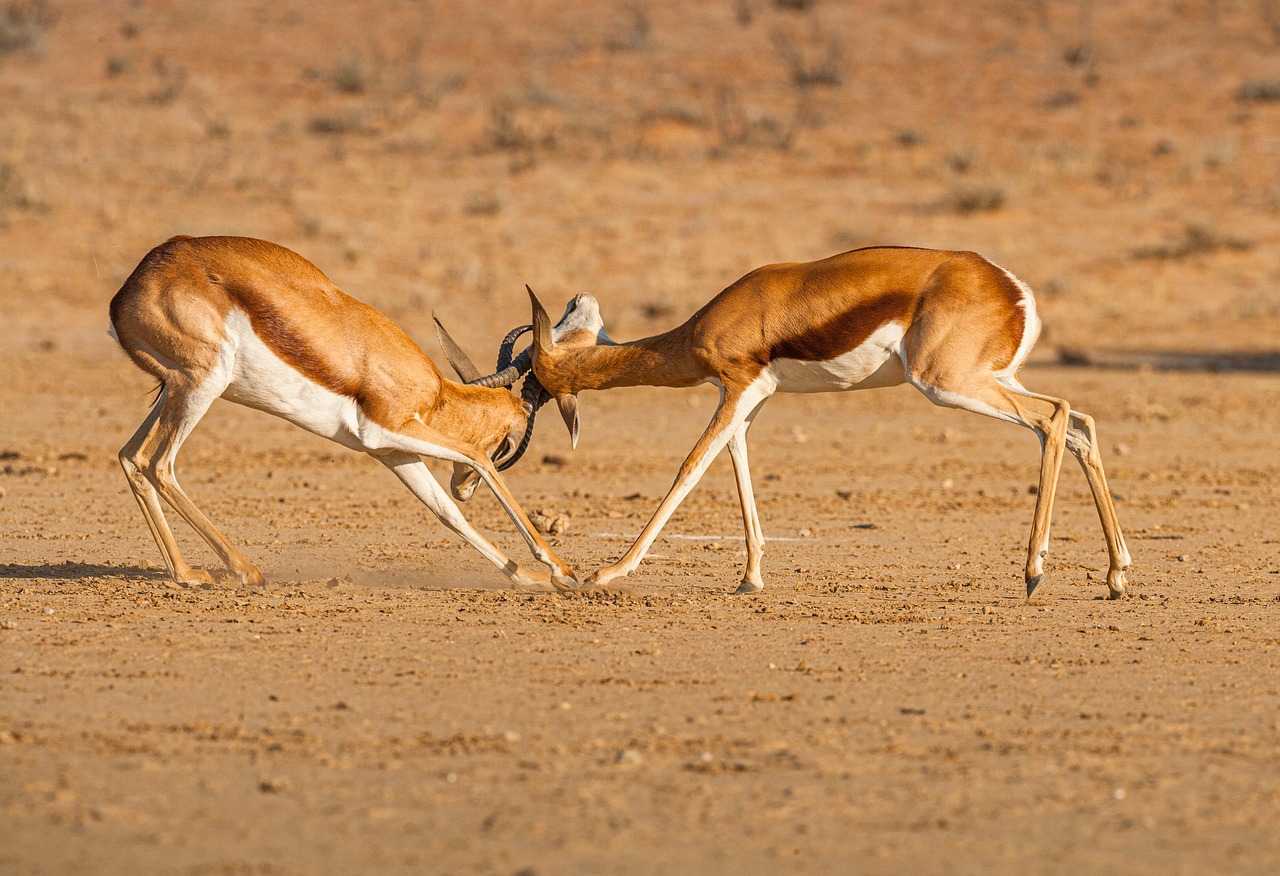 Head butting antlers on a fight