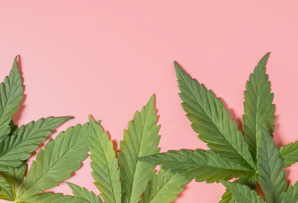 Trademark protection for cannabis brands